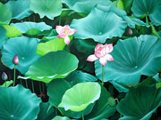 Tranh hoa Sen